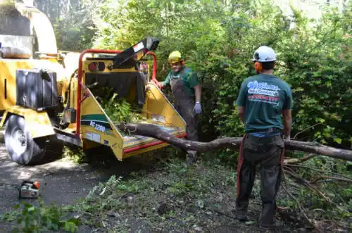 tree services Skidaway Island